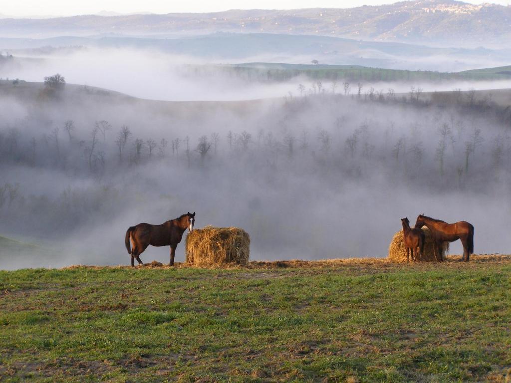 Fattoria Pieve A Salti Villa Buonconvento Bagian luar foto